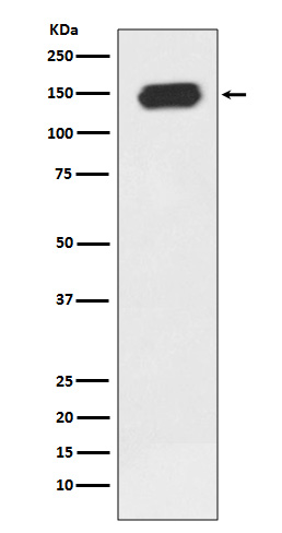 Rabbit Polyclonal Antibody to PLCG1