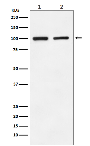 Rabbit Polyclonal Antibody to Ionotropic Glutamate Receptor 2