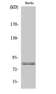 Rabbit Polyclonal Antibody to Hormone Sensitive Lipase