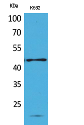 Rabbit Polyclonal Antibody to CD241