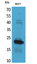 Rabbit Polyclonal Antibody to IL-28