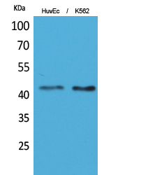Rabbit Polyclonal Antibody to LAYN