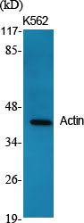 Rabbit Polyclonal Antibody to Actin