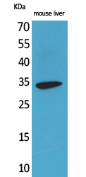 Rabbit Polyclonal Antibody to FGL1