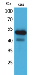Rabbit Polyclonal Antibody to SIGLEC7