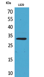 Rabbit Polyclonal Antibody to KLF13