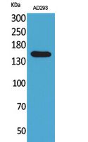 Rabbit Polyclonal Antibody to NTE
