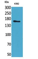 Rabbit Polyclonal Antibody to Laminin gamma 2