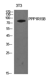 Rabbit Polyclonal Antibody to PPP1R15B