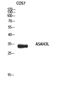 Rabbit Polyclonal Antibody to ASAH3L