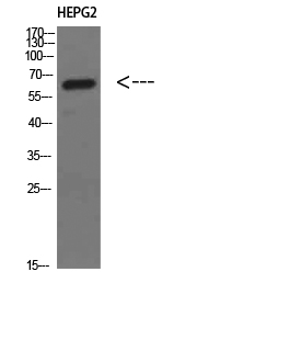 Rabbit Polyclonal Antibody to MIA2