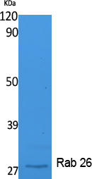 Rabbit Polyclonal Antibody to Rab26