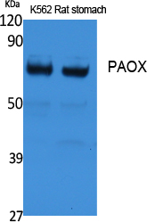 Rabbit Polyclonal Antibody to PAOX