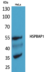 Rabbit Polyclonal Antibody to HspBAP1
