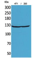 Rabbit Polyclonal Antibody to Integrin alpha 4