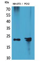 Rabbit Polyclonal Antibody to HRP3