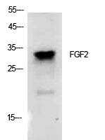 Rabbit Polyclonal Antibody to FGF2