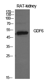 Rabbit Polyclonal Antibody to GDF6