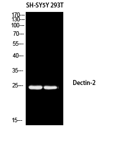 Rabbit Polyclonal Antibody to Dectin-2