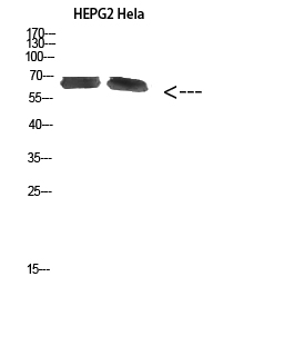 Rabbit Polyclonal Antibody to NOP56