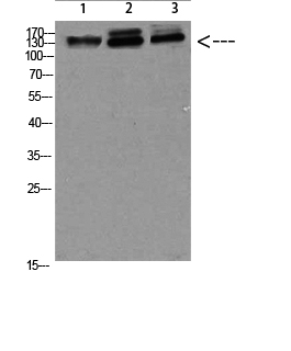 Rabbit Polyclonal Antibody to NFAT5