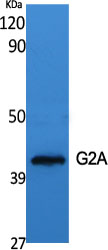Rabbit Polyclonal Antibody to GPR132