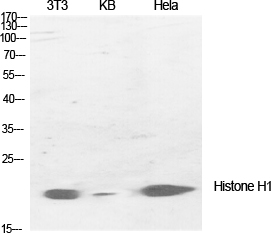Rabbit Polyclonal Antibody to Histone H1