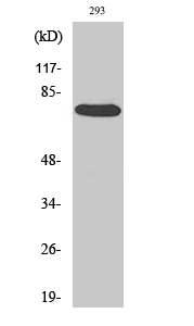 Rabbit Polyclonal Antibody to Raf1