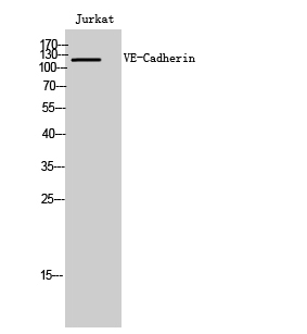 Rabbit Polyclonal Antibody to Cadherin 5