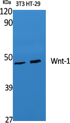 Rabbit Polyclonal Antibody to Wnt1