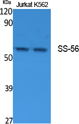 Rabbit Polyclonal Antibody to TRIM68