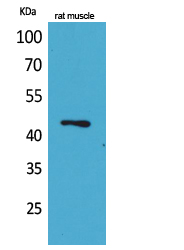 Rabbit Polyclonal Antibody to KLF12