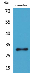 Rabbit Polyclonal Antibody to FGF5