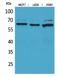 Rabbit Polyclonal Antibody to CD73