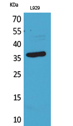 Rabbit Polyclonal Antibody to CD300LG