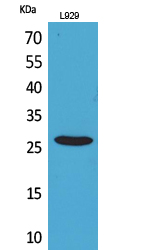 Rabbit Polyclonal Antibody to CD159a/c