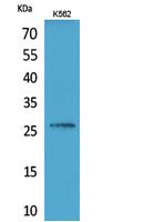 Rabbit Polyclonal Antibody to FGF16
