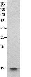 Rabbit Polyclonal Antibody to Histone H2B