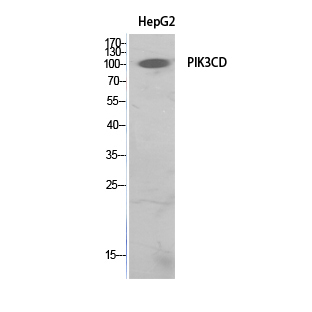 Rabbit Polyclonal Antibody to PI3 Kinase p110 delta