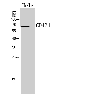 Rabbit Polyclonal Antibody to CD42d