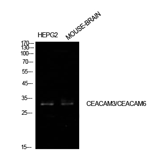 Rabbit Polyclonal Antibody to CEACAM6