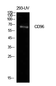 Rabbit Polyclonal Antibody to CD96