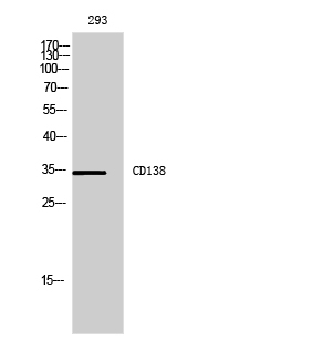 Rabbit Polyclonal Antibody to Syndecan 1