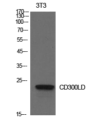 Rabbit Polyclonal Antibody to CD300d