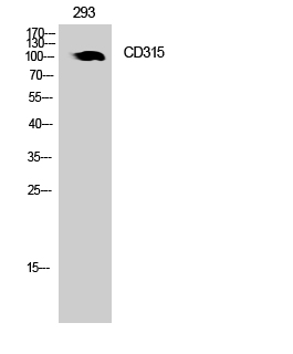 Rabbit Polyclonal Antibody to CD315