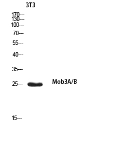 Rabbit Polyclonal Antibody to MOB3A/B