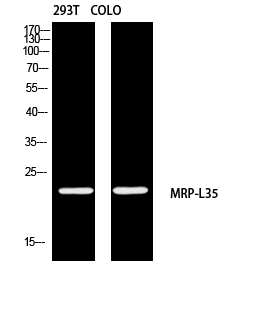 Rabbit Polyclonal Antibody to MRPL35