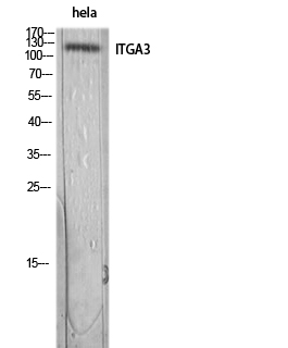 Rabbit Polyclonal Antibody to Integrin alpha 3