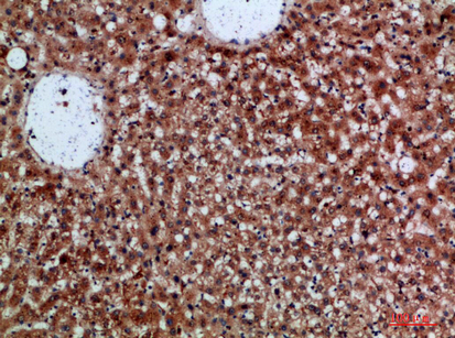 Rabbit Polyclonal Antibody to CDNF