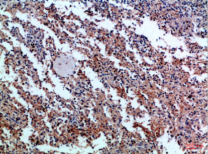 Rabbit Polyclonal Antibody to CD42c